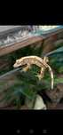 Crested gecko+hrana