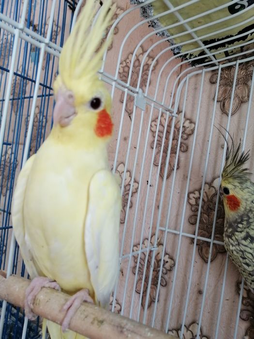 Продам молодых ручных попугайчиков выкормыши 1 месяц