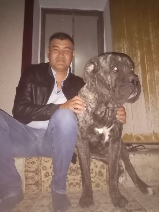 Ищем невесту кане корсо