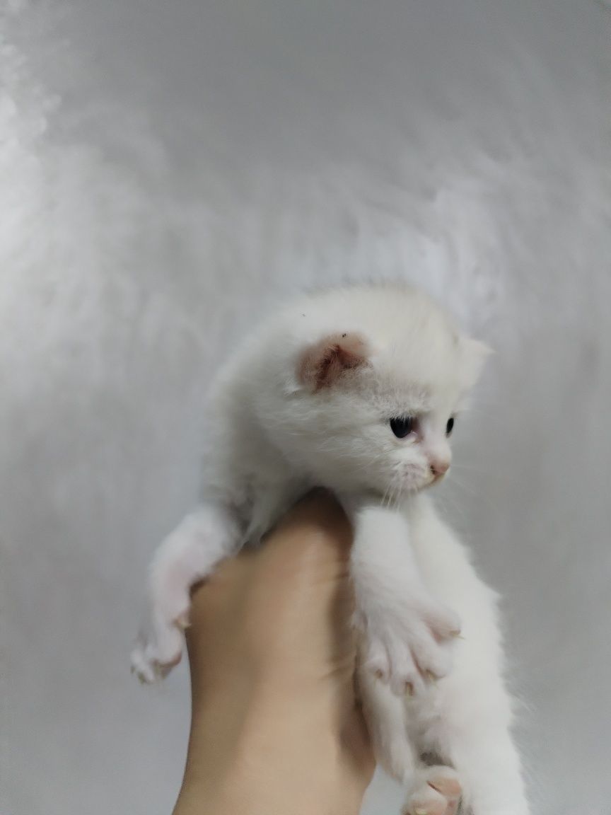 Продаётся котенок