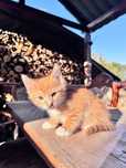 Котик рыжий британец