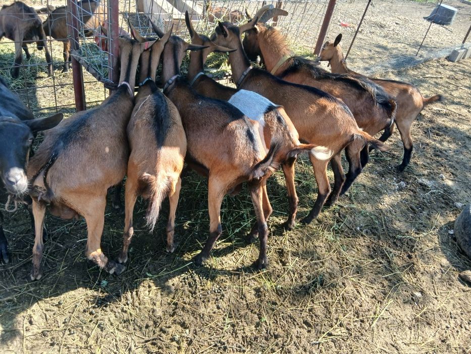 Capre Alpine Franceze & metis