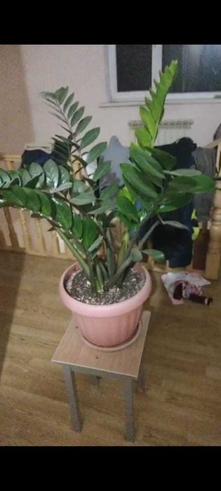 замиакулькас дол дерево
