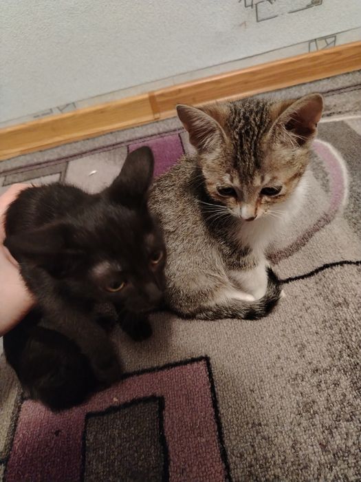 отдам в добрые руки