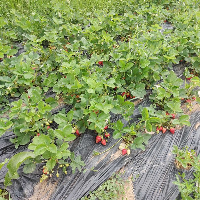 Stoloni capsuni Albion