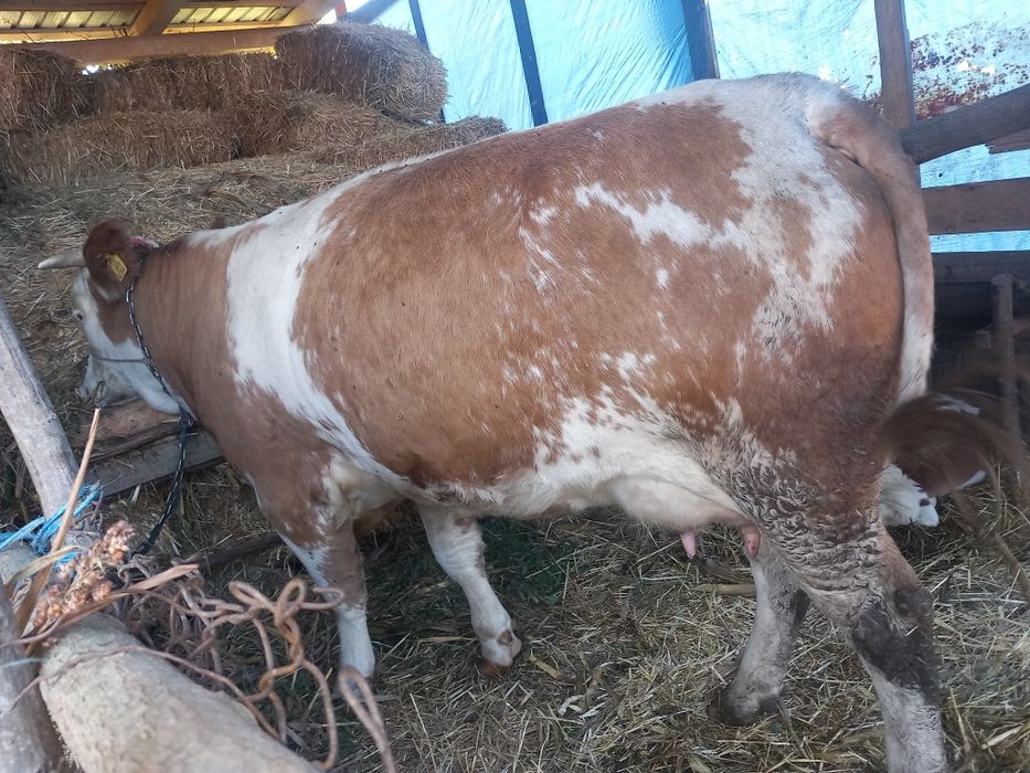 De vânzare viței de diferite marimi