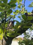 Sugar glider - veverită zburătoare