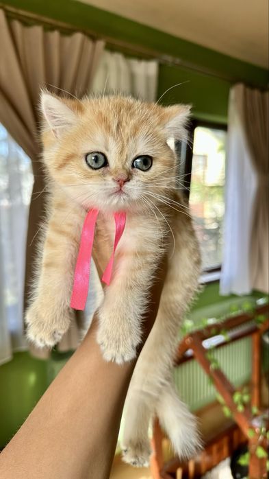 Fetita British Shorthair Chinchilla Gold felisa autorizata! Pedigree