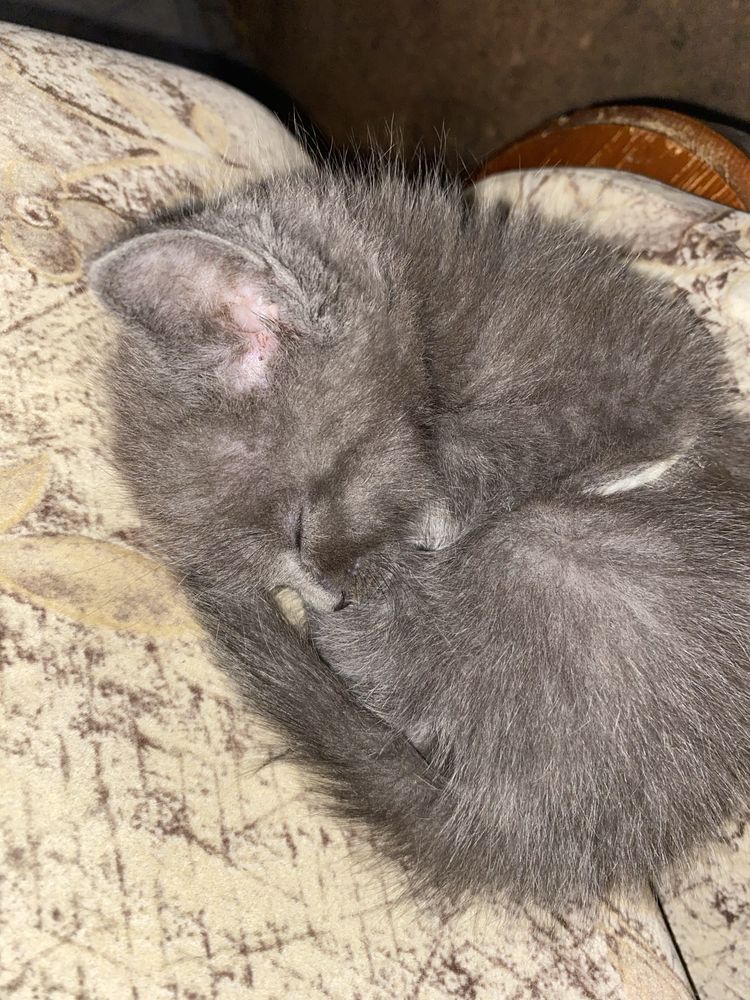 Продаётся милый котёнок серого цвета, похожий на британца