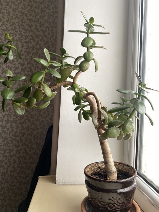 Денежный цветок