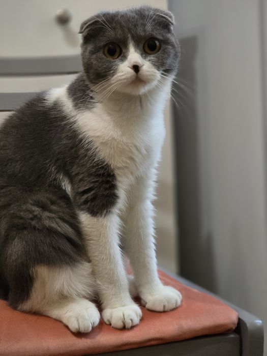 В добрые и ответственные руки