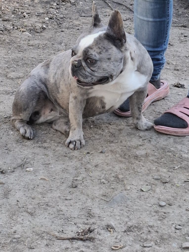 Vând Femelă Buldog Francez de 2 ani și 6 Luni !!