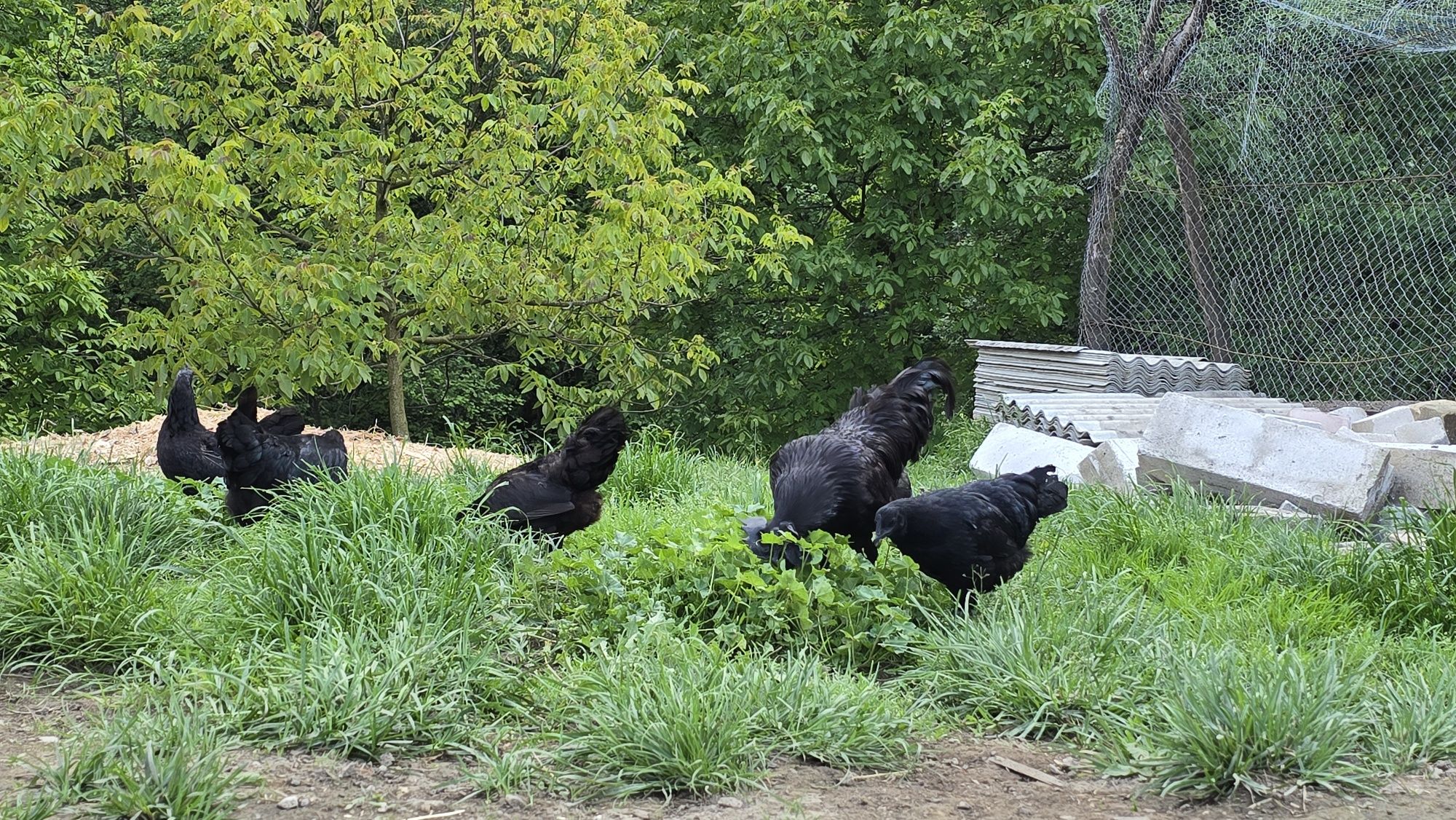 Ayam Cemani oua pentru incubat