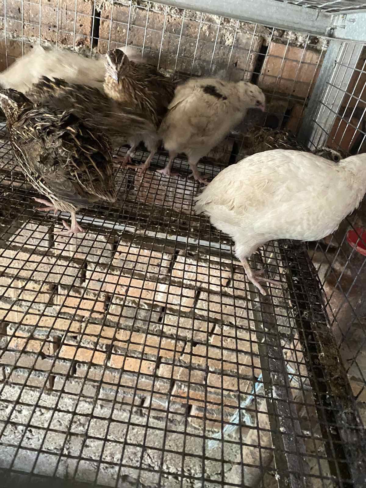 Продавам пъдпъдъци