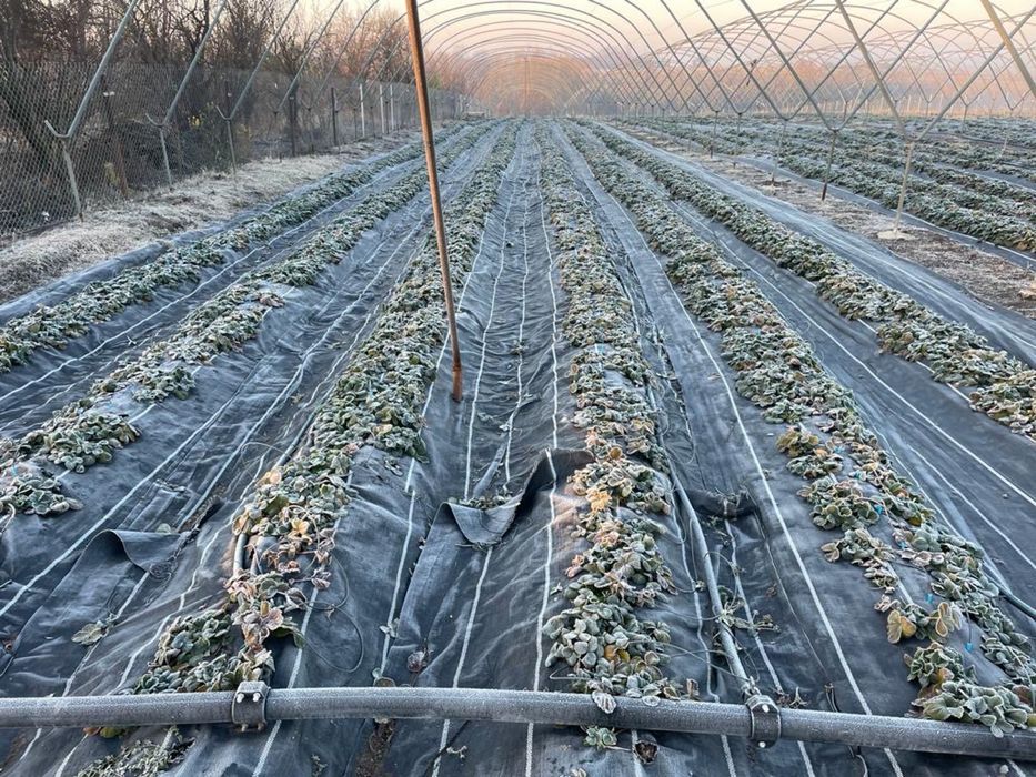 Vand urgent afacere la cheie in Scurtu Slavesti , Teleorman