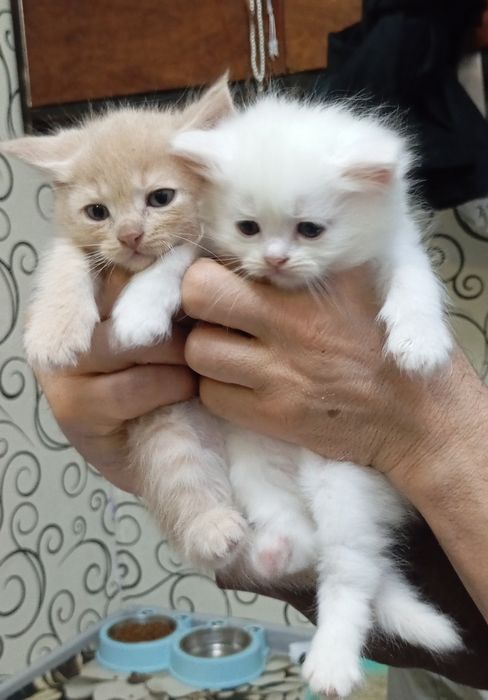 Котята в хорошие руки