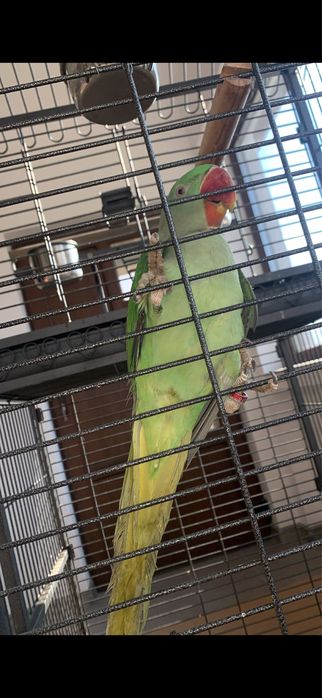 Papagal Marele Alexandru