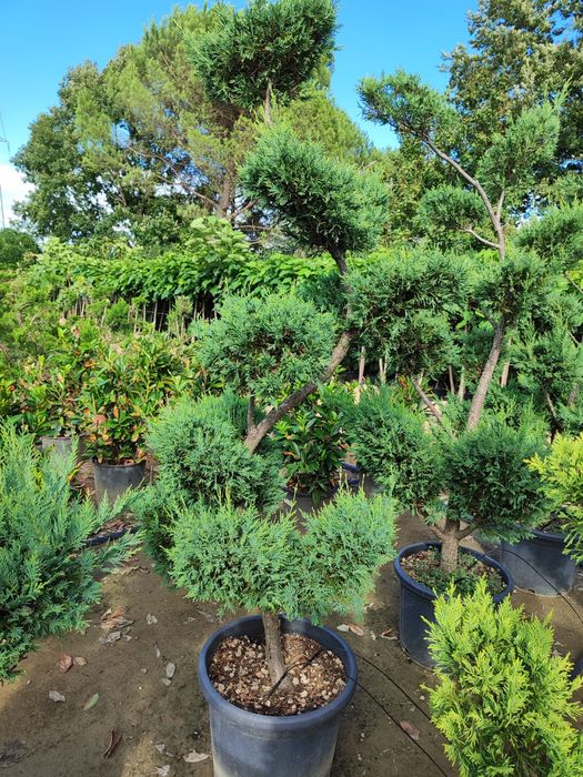 Plante gard viu si bonsai. Leylandii Photinia Prunus laurocerasus