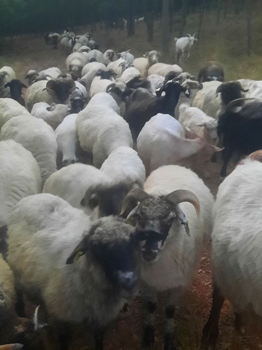 Vand 70 de oi si 20 capre