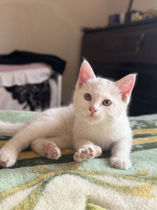 Продается породистых котят