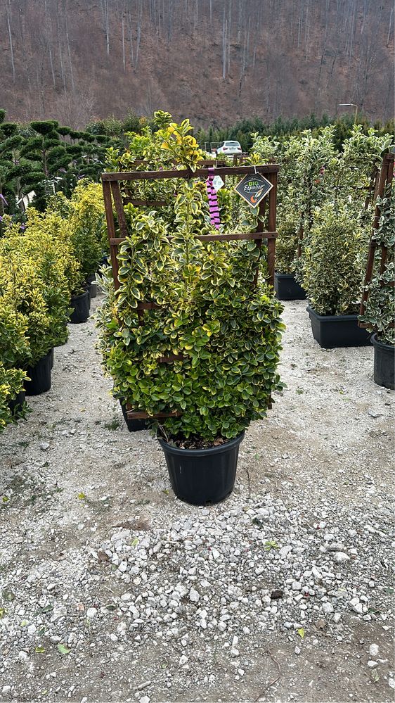 Euonymus   Altoit glob