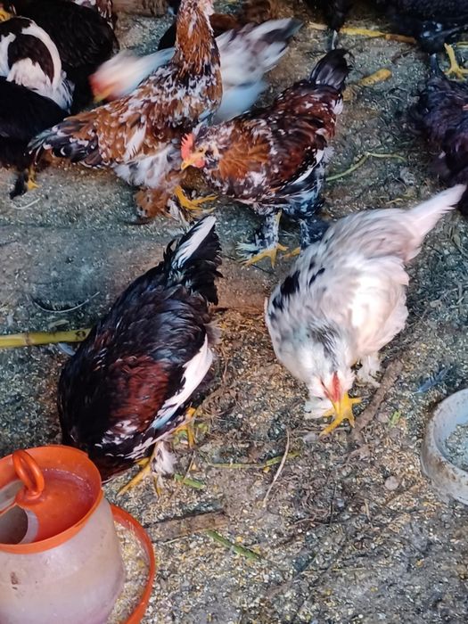 Vând pui (cocoșei) de casă