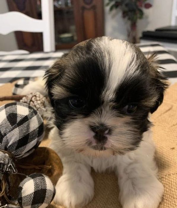 Shih-tzu talie mica