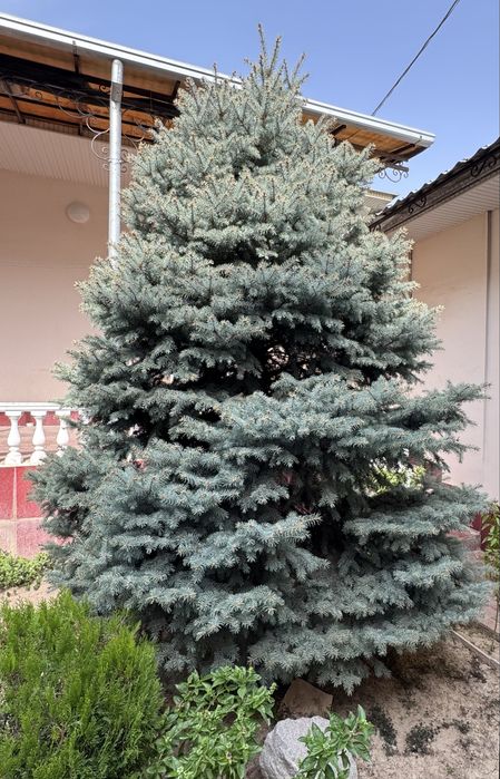 Голубая ель 3,5-4 метра