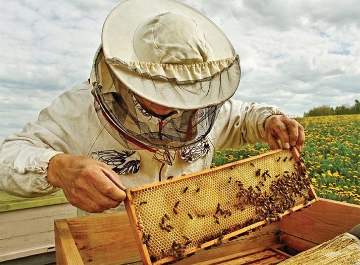 Apimil produs pentru calmarea albinelor si furtisag