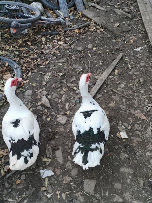 Rățoi muți mari 5 bucăți