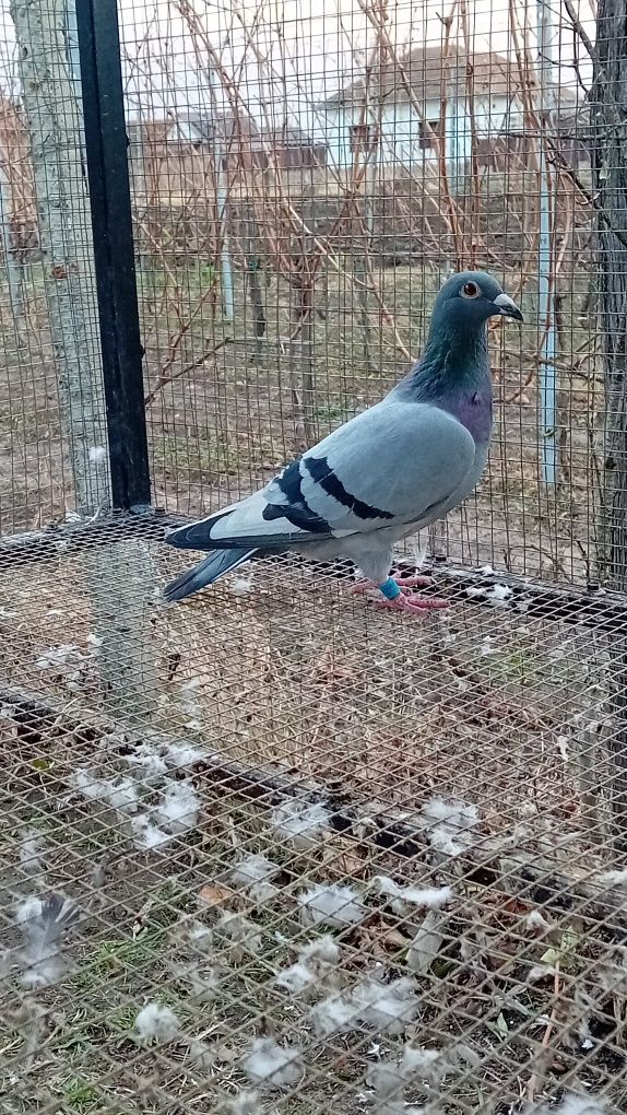 Vând porumbei tipleri tobosari arabi și voiajori