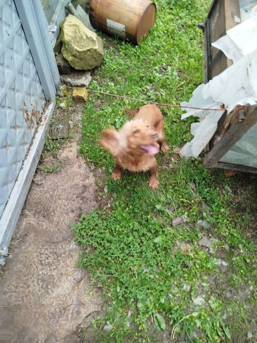 Кокер Шпаньол женски