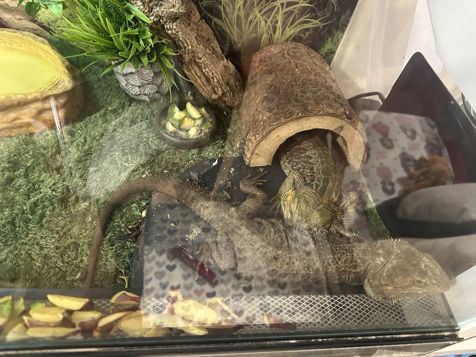 Vand pereche agame cu barba - terariu complet echipat inclus