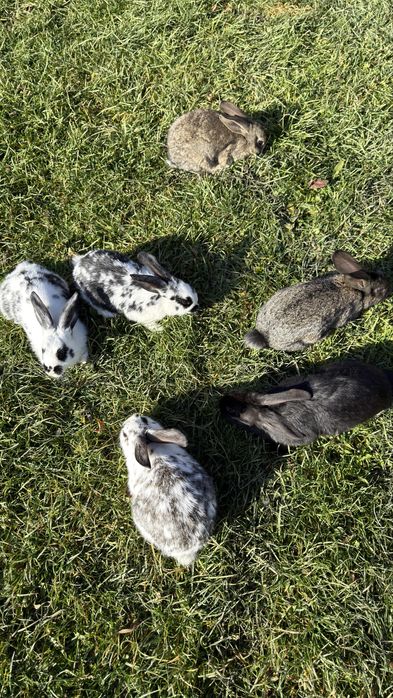 Iepurași de vanzare