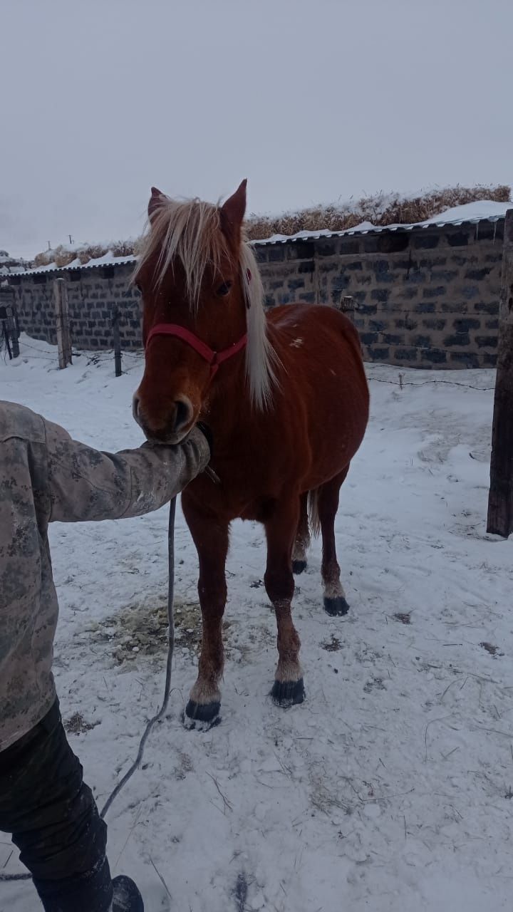 Айгырлар сатылады