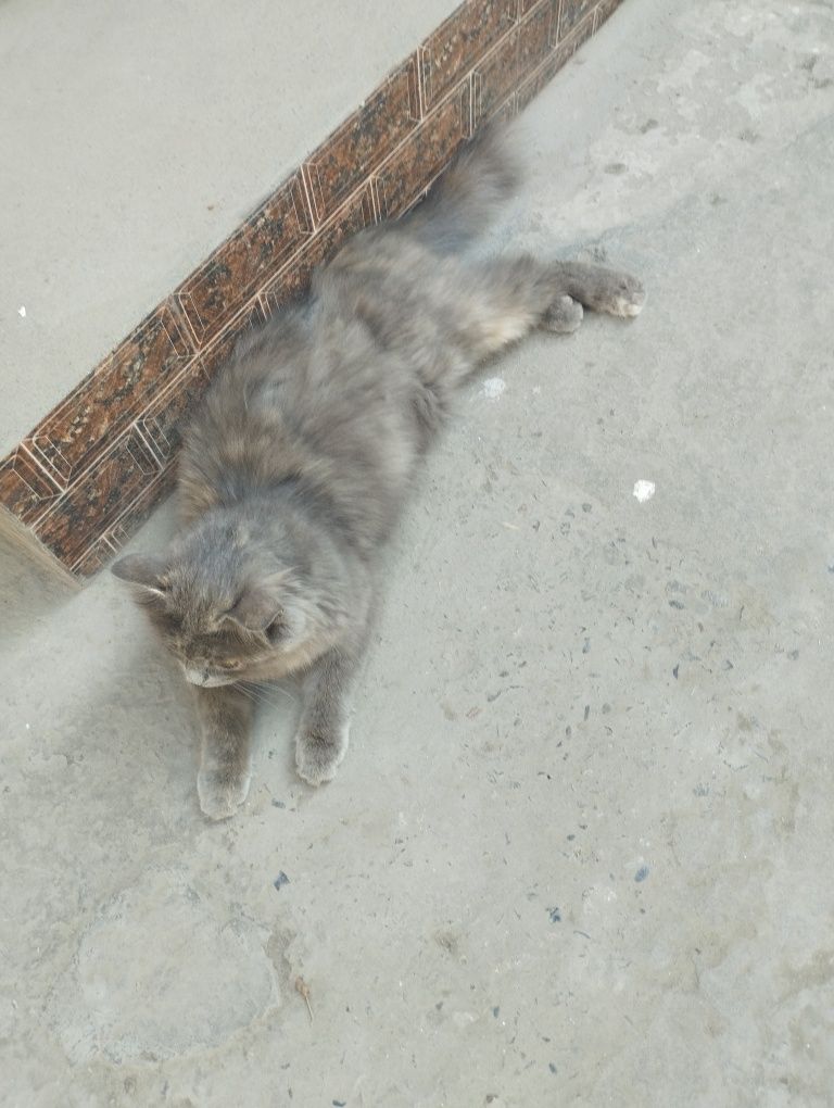 Mushuk hadiya qilinadi