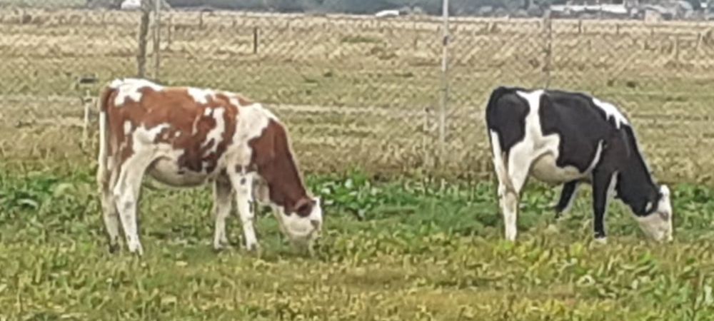 Balțată Românească 4900bucata