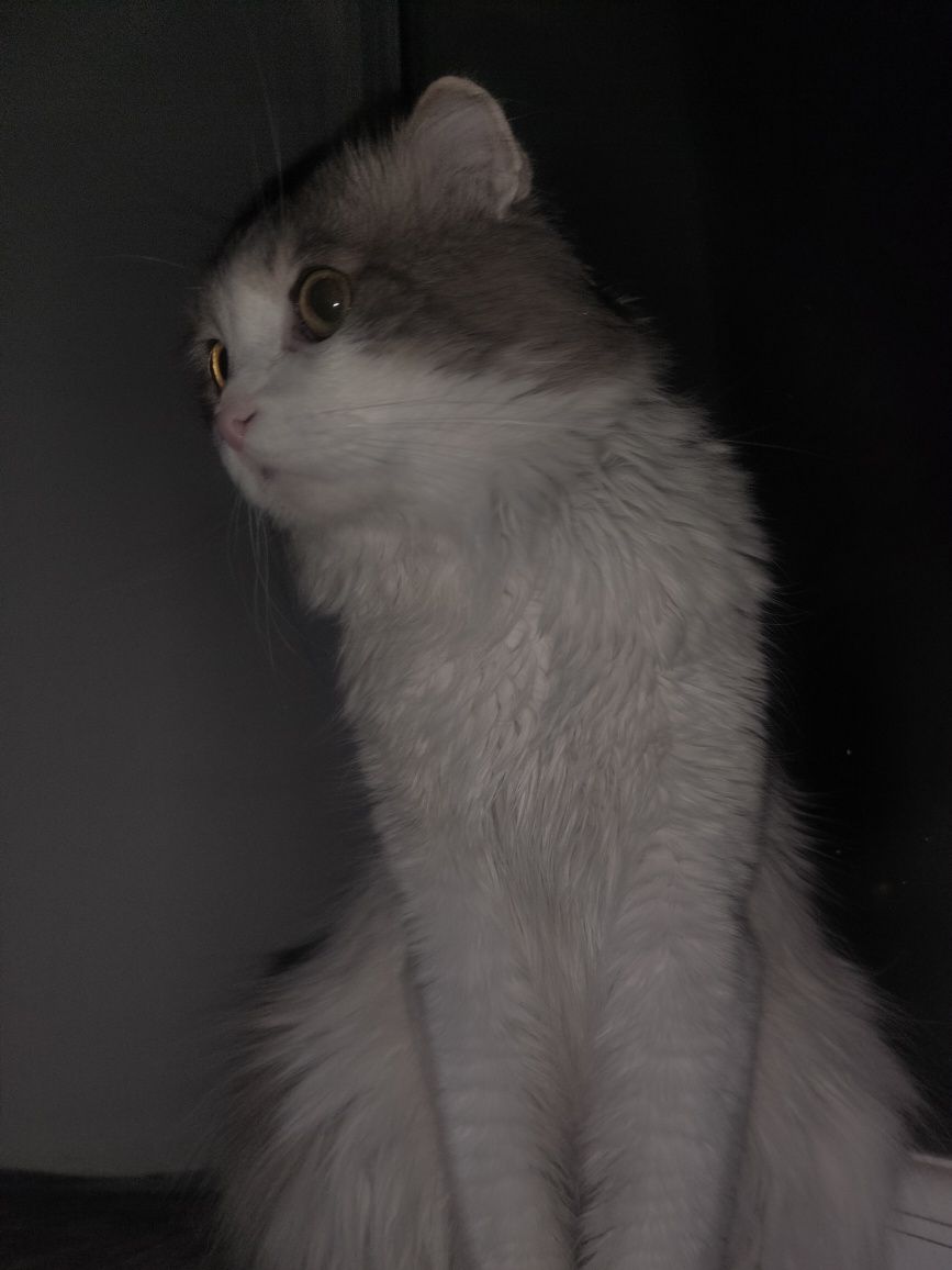 Срочно забирайте кота