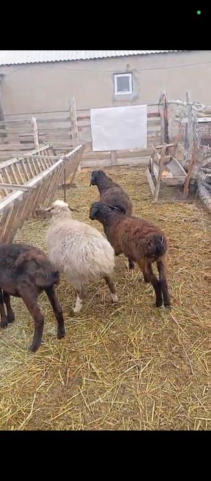 55мыннан біреуі сек пішпек