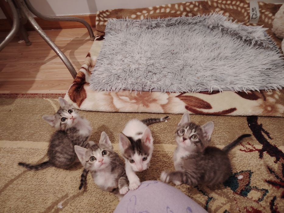 Котята в добрые руки