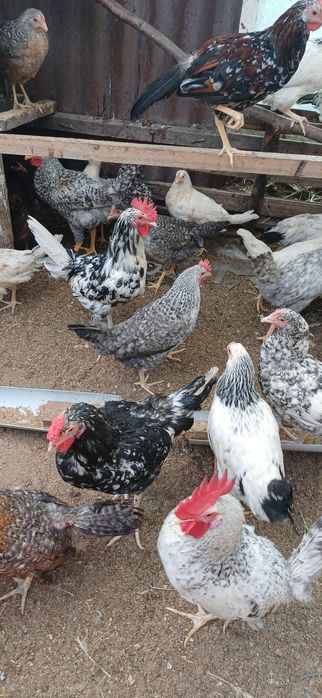Продам породистых кур