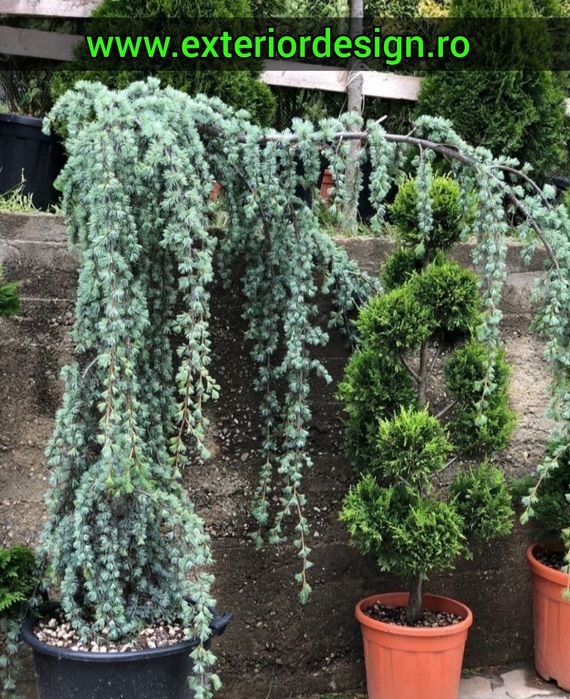 Brazi argintii/verzi plante ornamentale, tuia spiralata, palmieri 1m-6