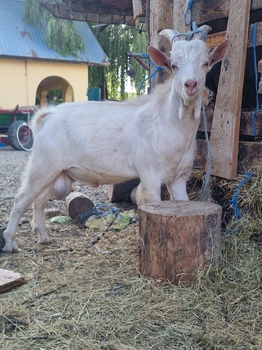 Vând țap zană bun de prăsilă !