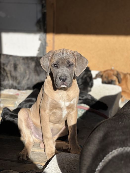 Кане Корсо.