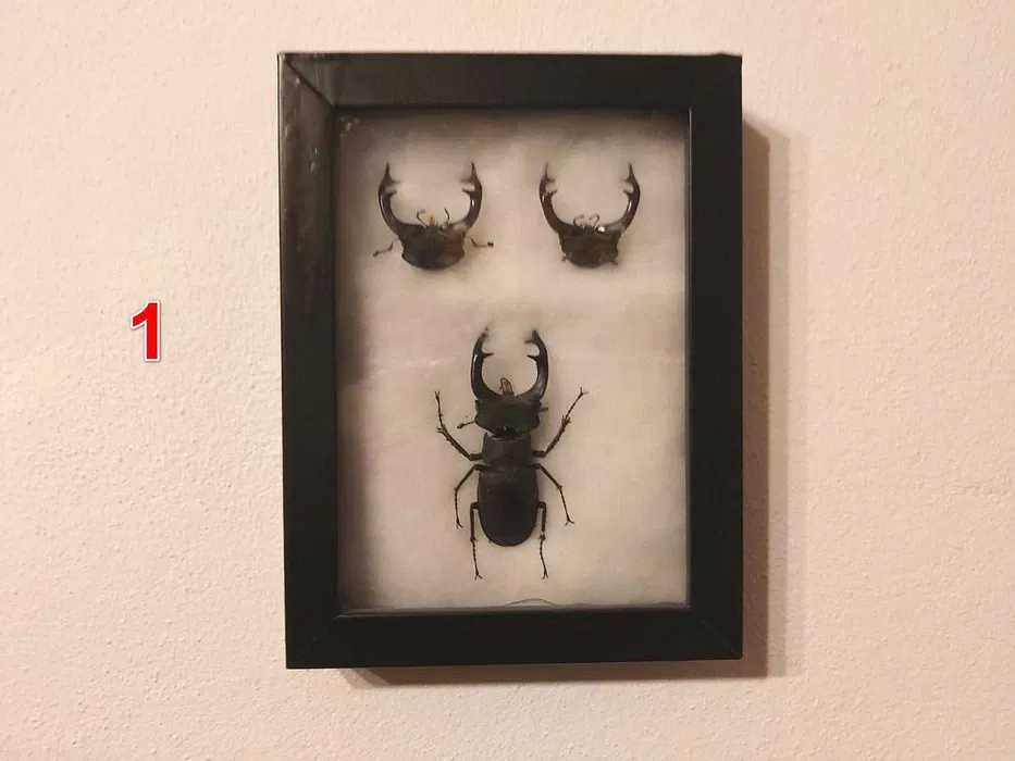 Set 4 tablouri decor cu insecte