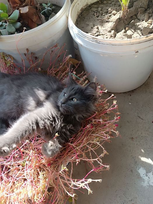 Мейн кун мальчик