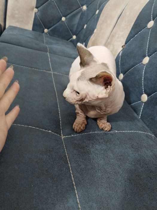 Продается Сфинкс Бамбино