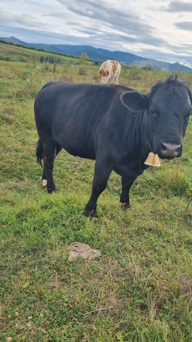 Vând 2 junele scharolez și angus