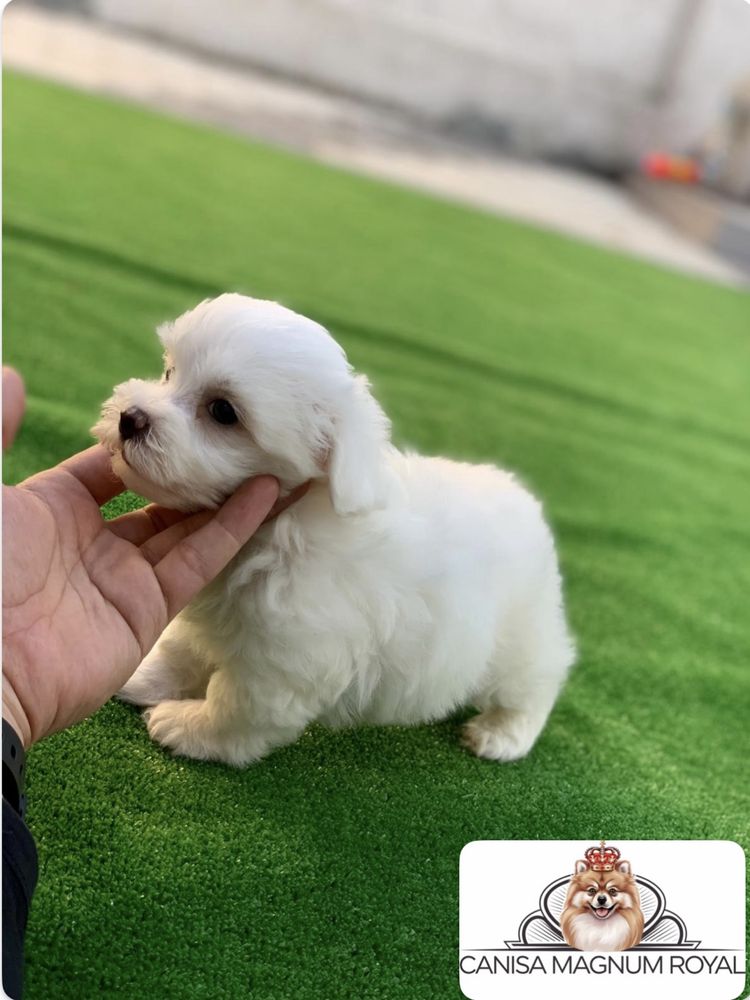 Bichon maltez mini toy