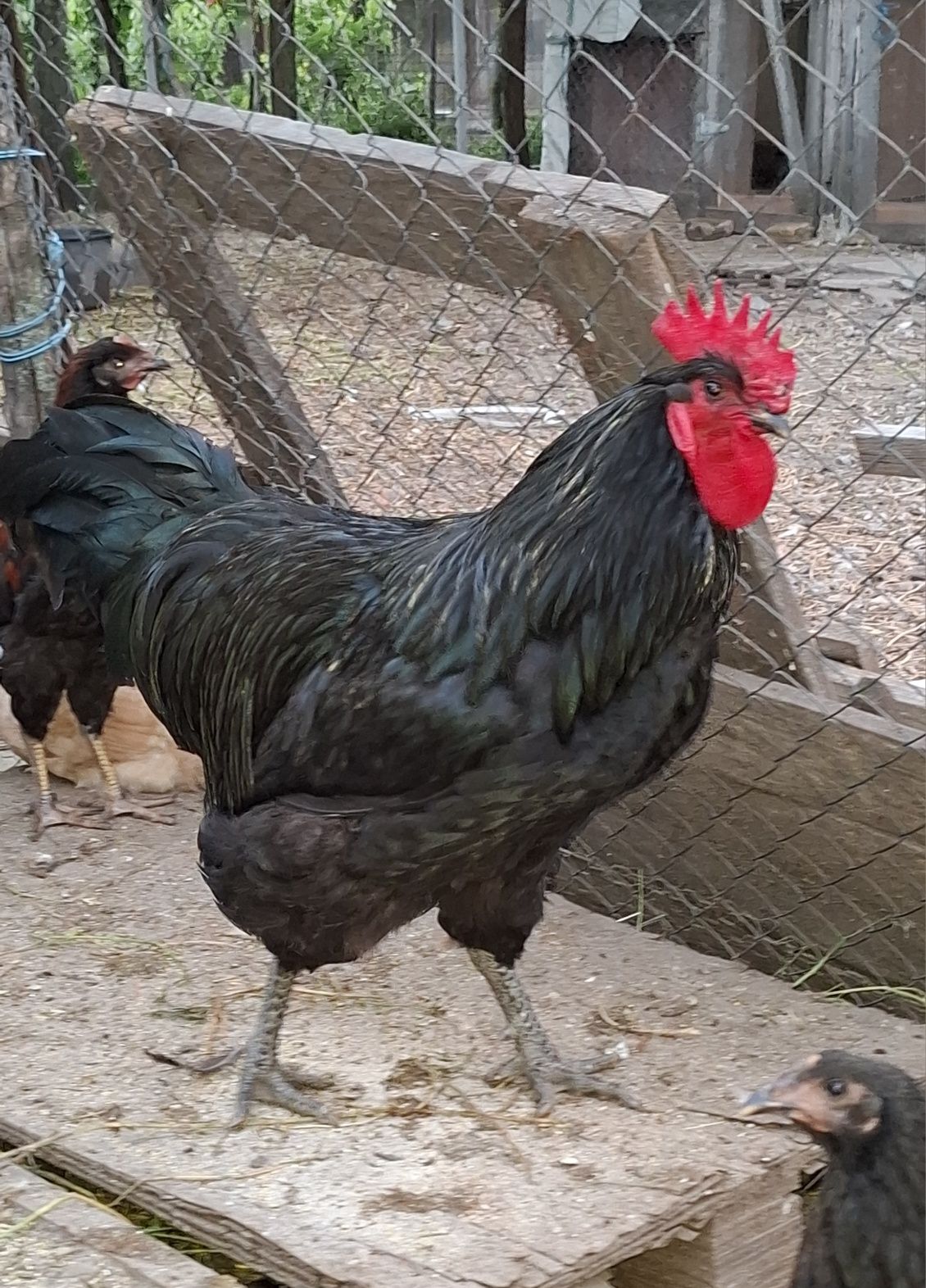 Ouă Jersey Giant,gaina uriașă.